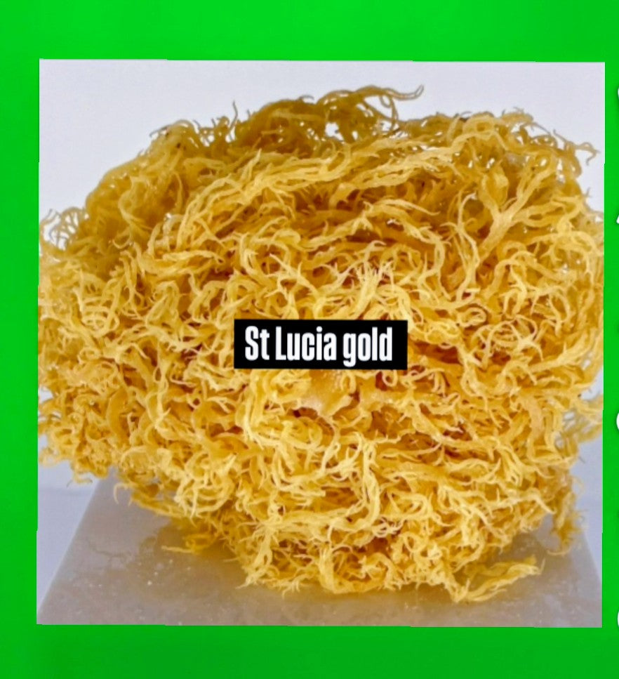St Lucia Gold