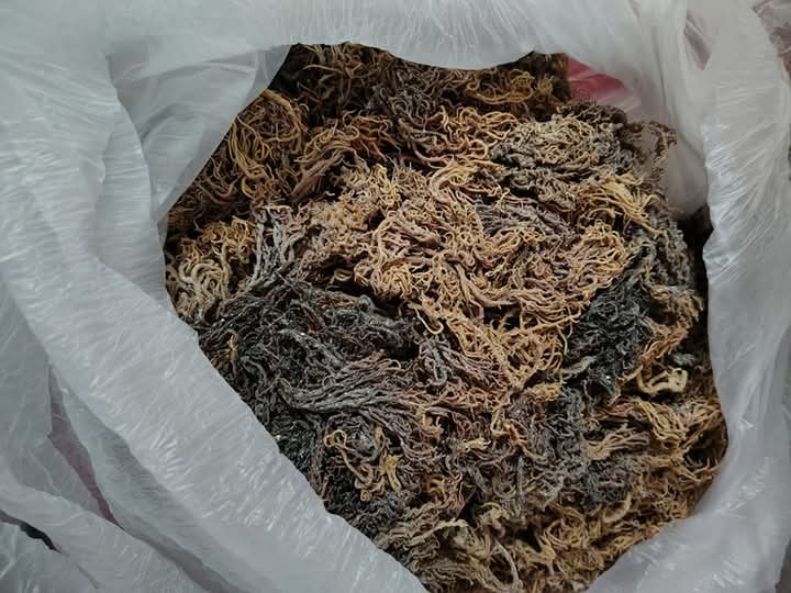 St Lucia Raw seamoss